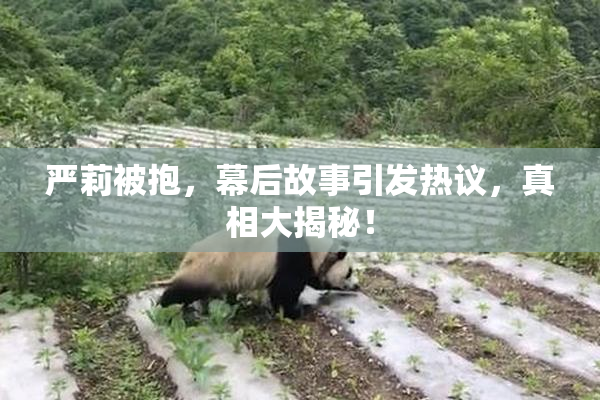 严莉被抱，幕后故事引发热议，真相大揭秘！
