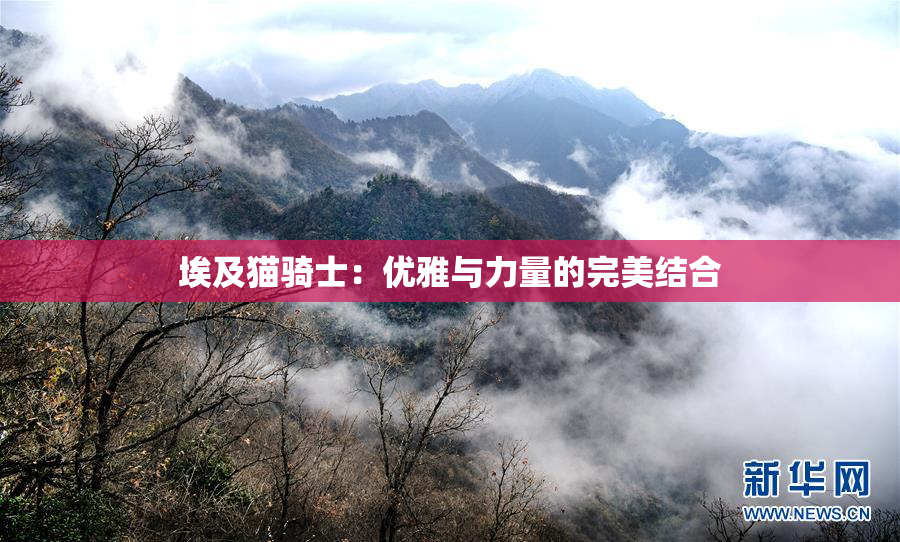 埃及猫骑士：优雅与力量的完美结合