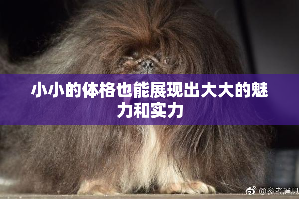 小小的体格也能展现出大大的魅力和实力
