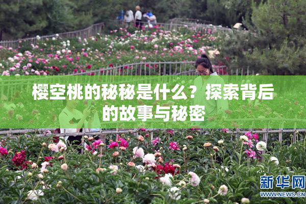 樱空桃的秘秘是什么？探索背后的故事与秘密