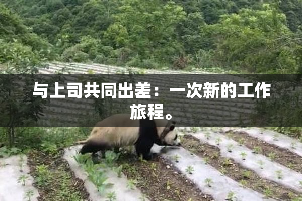 与上司共同出差：一次新的工作旅程。