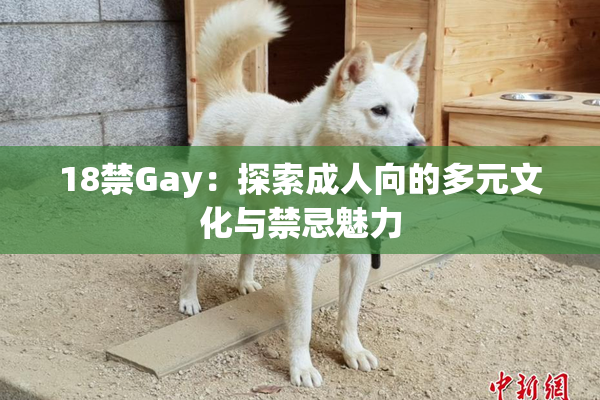 18禁Gay：探索成人向的多元文化与禁忌魅力