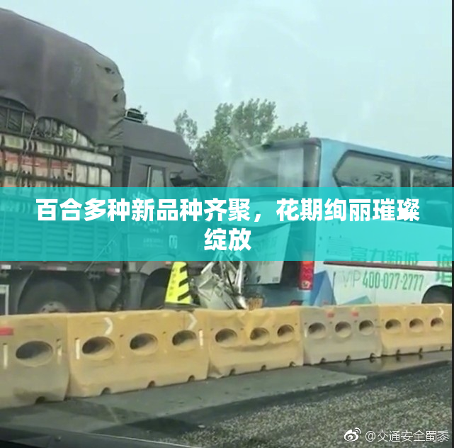 百合多种新品种齐聚，花期绚丽璀璨绽放
