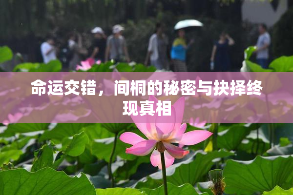 命运交错，间桐的秘密与抉择终现真相