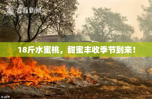 18斤水蜜桃，甜蜜丰收季节到来！