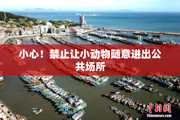 小心！禁止让小动物随意进出公共场所