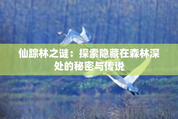 仙踪林之谜：探索隐藏在森林深处的秘密与传说
