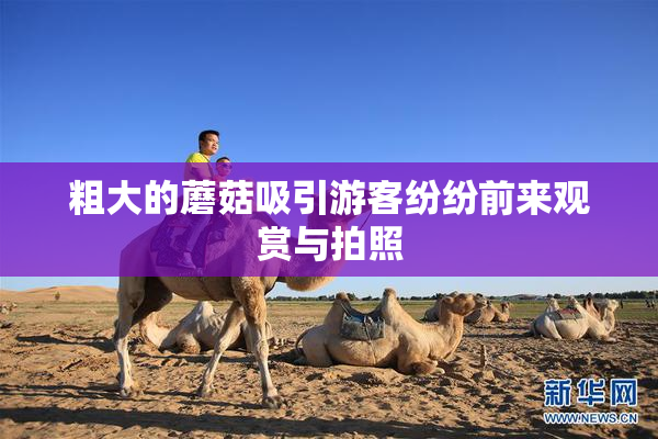 粗大的蘑菇吸引游客纷纷前来观赏与拍照