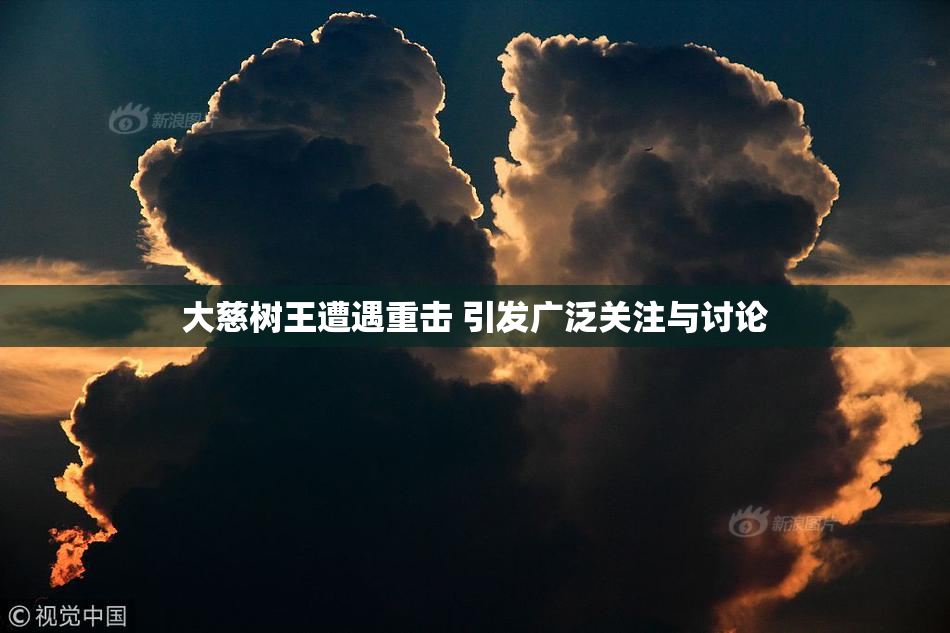 大慈树王遭遇重击 引发广泛关注与讨论