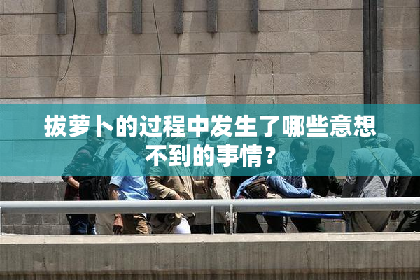 拔萝卜的过程中发生了哪些意想不到的事情？