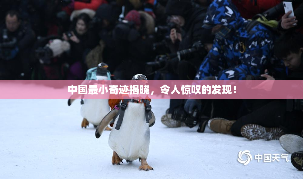 中国最小奇迹揭晓，令人惊叹的发现！