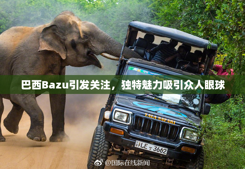 巴西Bazu引发关注，独特魅力吸引众人眼球