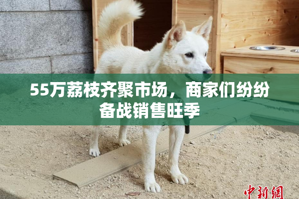 55万荔枝齐聚市场，商家们纷纷备战销售旺季