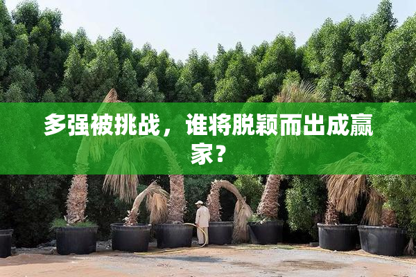 多强被挑战，谁将脱颖而出成赢家？