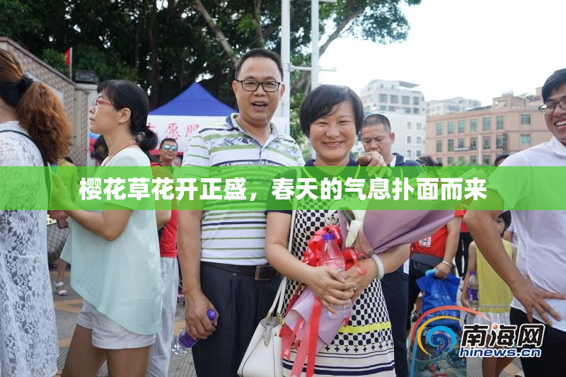 樱花草花开正盛，春天的气息扑面而来