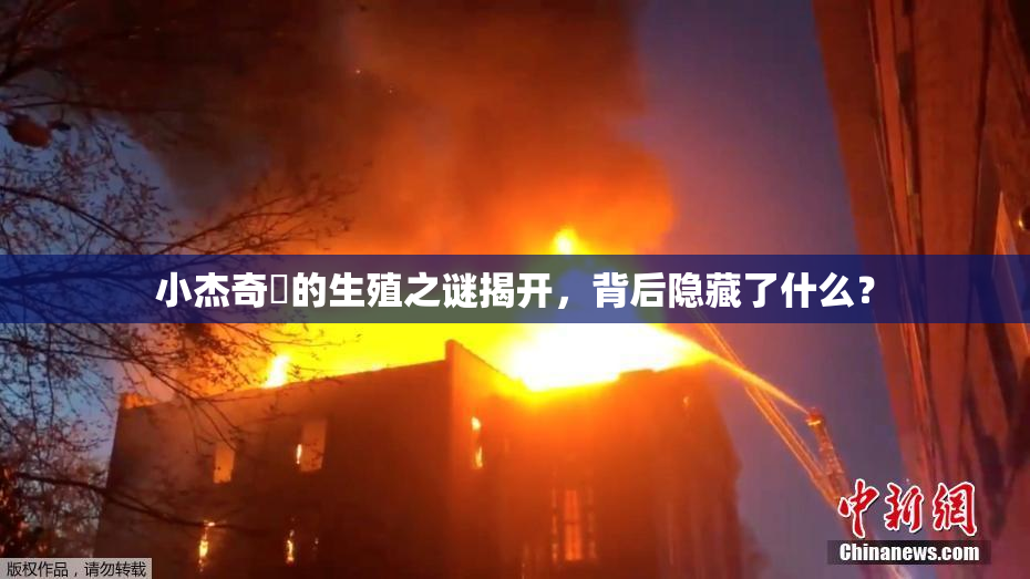 小杰奇犽的生殖之谜揭开，背后隐藏了什么？