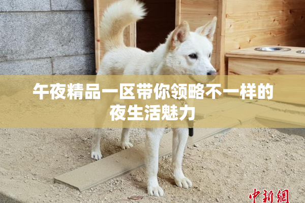 午夜精品一区带你领略不一样的夜生活魅力