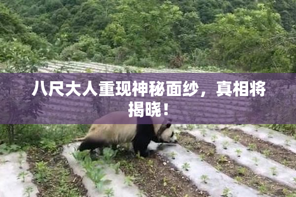 八尺大人重现神秘面纱，真相将揭晓！