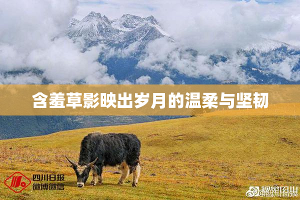 含羞草影映出岁月的温柔与坚韧