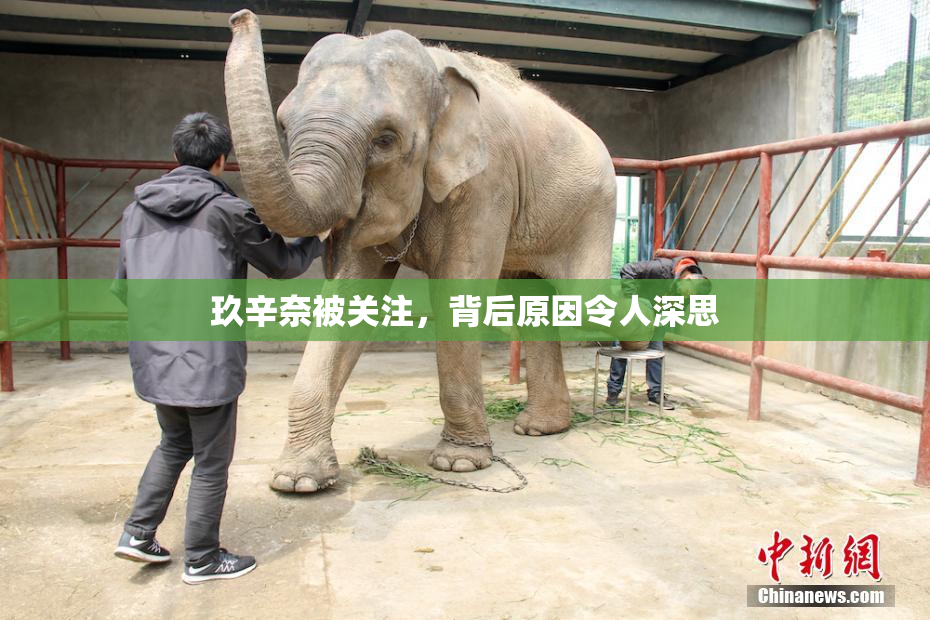 玖辛奈被关注，背后原因令人深思