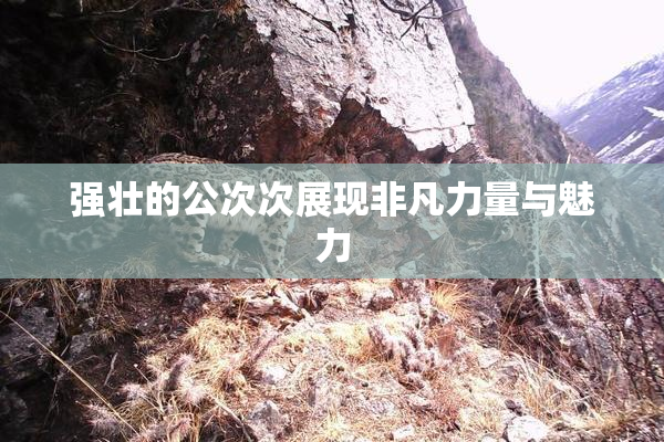 强壮的公次次展现非凡力量与魅力