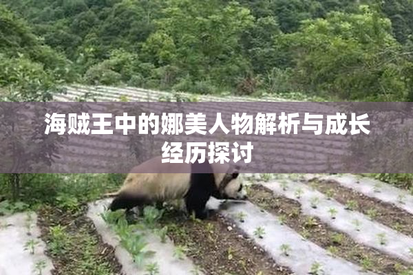 海贼王中的娜美人物解析与成长经历探讨