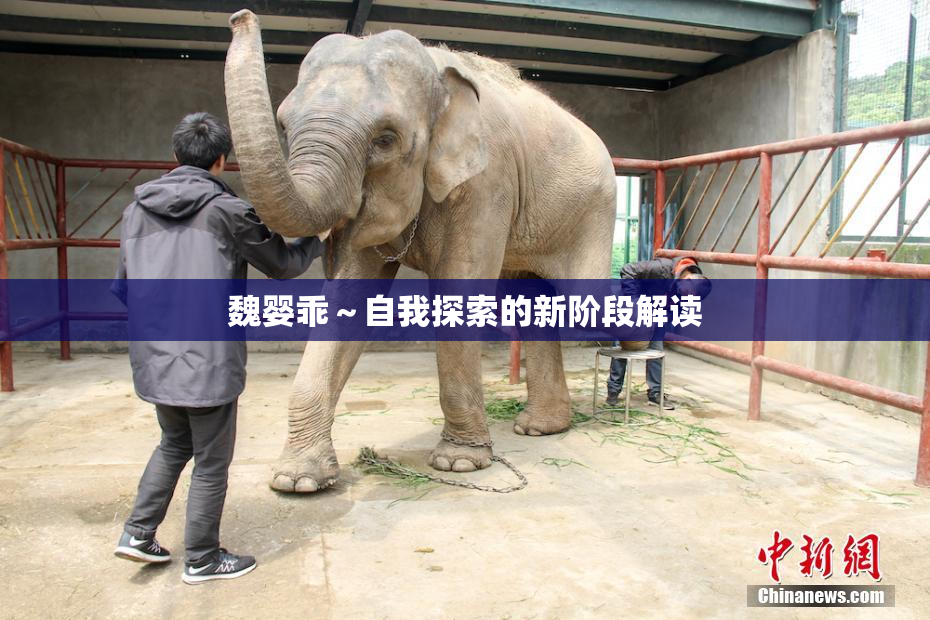魏婴乖～自我探索的新阶段解读