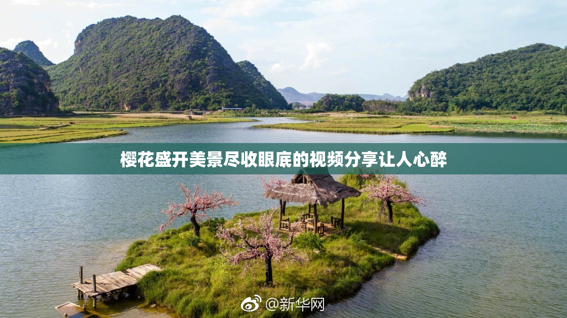 樱花盛开美景尽收眼底的视频分享让人心醉