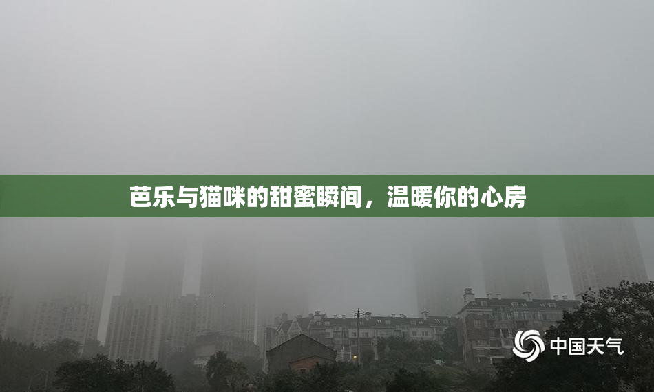 芭乐与猫咪的甜蜜瞬间，温暖你的心房