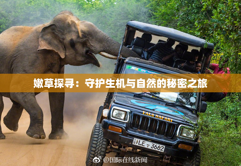 嫩草探寻：守护生机与自然的秘密之旅