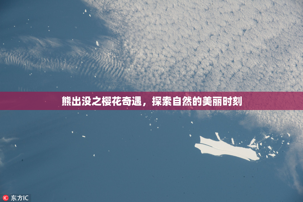 熊出没之樱花奇遇，探索自然的美丽时刻
