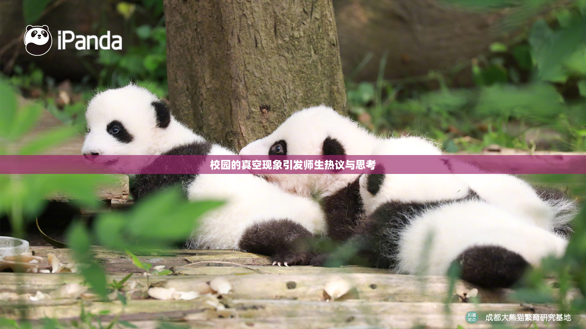 校园的真空现象引发师生热议与思考