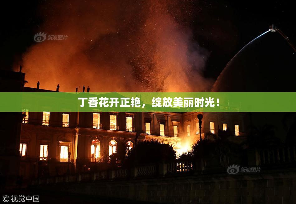 丁香花开正艳，绽放美丽时光！