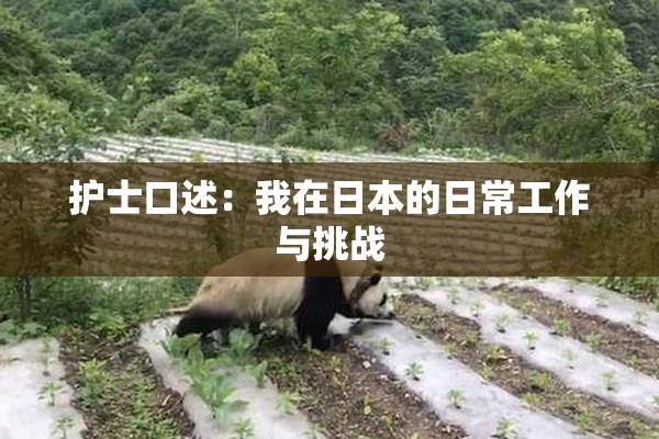 护士口述：我在日本的日常工作与挑战