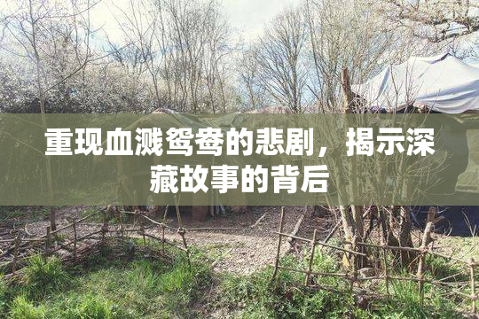 重现血溅鸳鸯的悲剧，揭示深藏故事的背后
