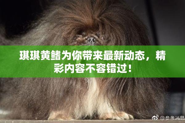 琪琪黄鳍为你带来最新动态，精彩内容不容错过！