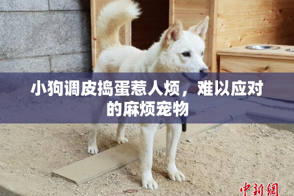 小狗调皮捣蛋惹人烦，难以应对的麻烦宠物