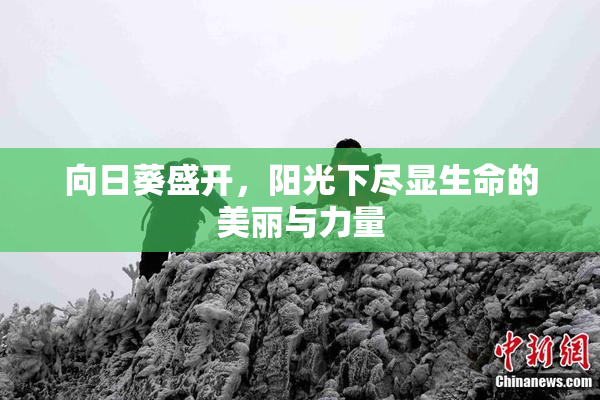 向日葵盛开，阳光下尽显生命的美丽与力量
