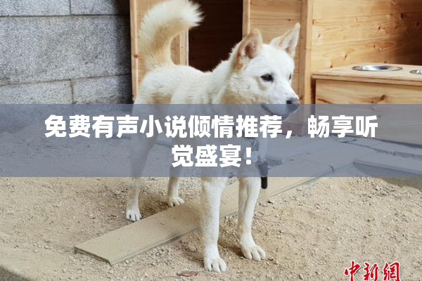 免费有声小说倾情推荐，畅享听觉盛宴！