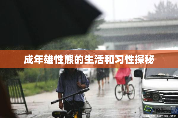 成年雄性熊的生活和习性探秘
