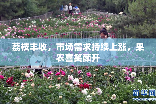 荔枝丰收，市场需求持续上涨，果农喜笑颜开
