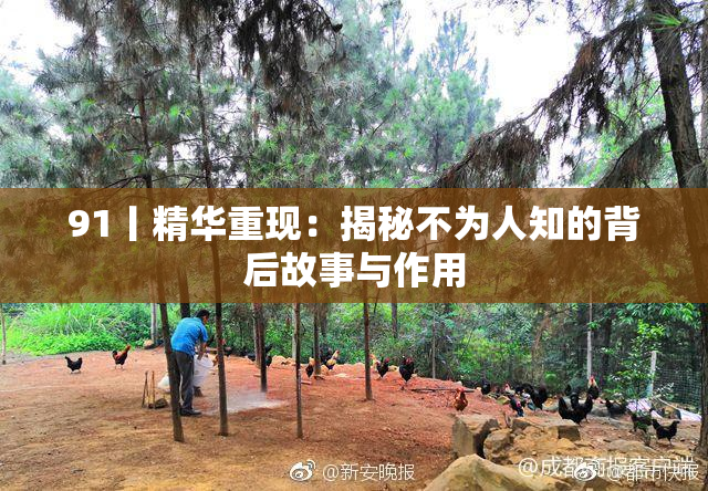 91丨精华重现：揭秘不为人知的背后故事与作用
