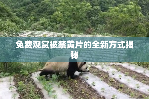 免费观赏被禁黄片的全新方式揭秘