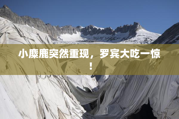 小麋鹿突然重现，罗宾大吃一惊！