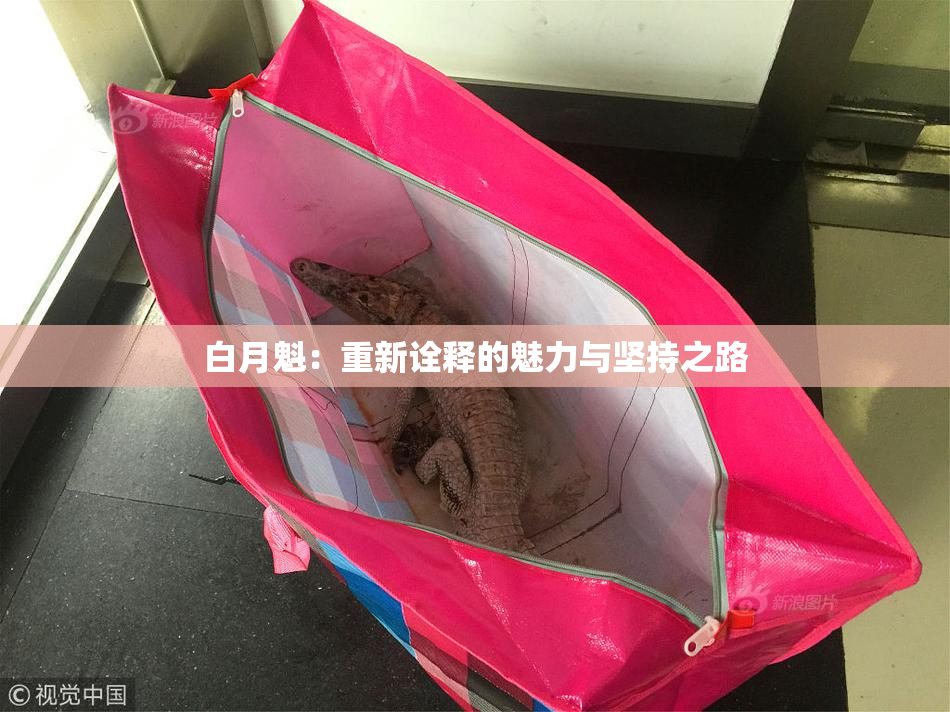 白月魁：重新诠释的魅力与坚持之路