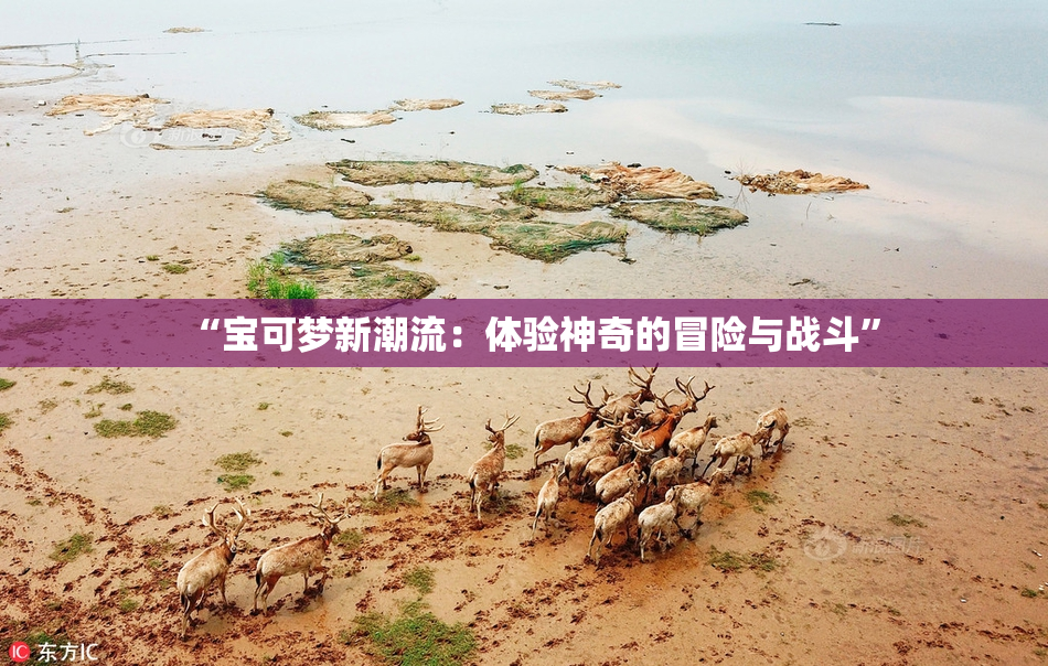 “宝可梦新潮流：体验神奇的冒险与战斗”