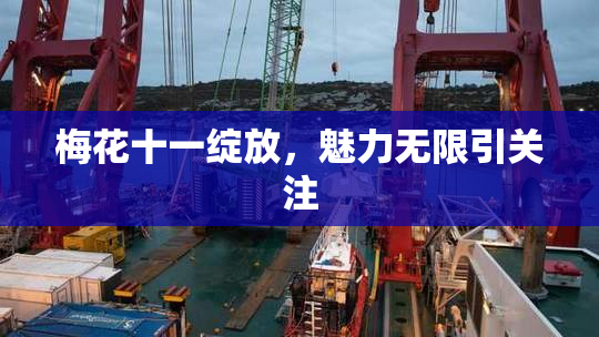 梅花十一绽放，魅力无限引关注