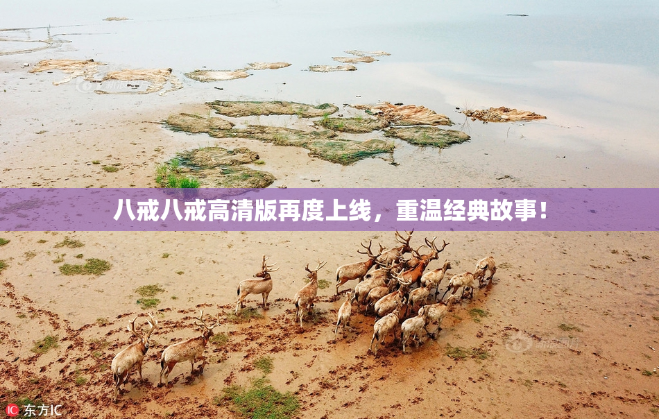 八戒八戒高清版再度上线，重温经典故事！
