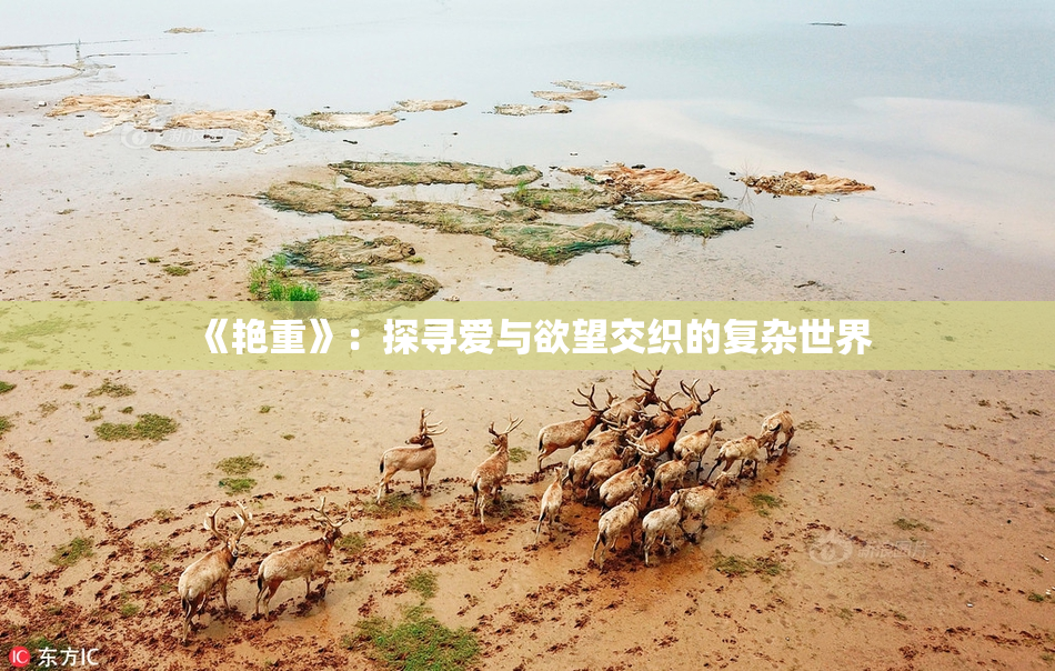 《艳重》：探寻爱与欲望交织的复杂世界