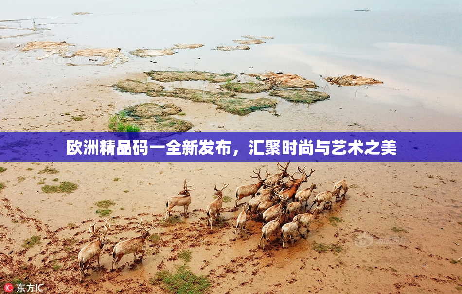 欧洲精品码一全新发布，汇聚时尚与艺术之美